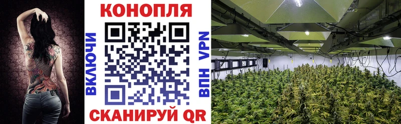 Шишки марихуана план  Новоржев 